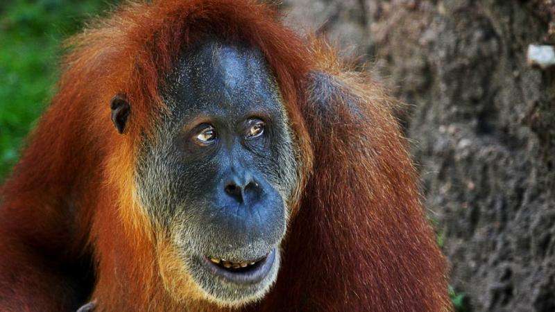 The history of orangutans in human culture