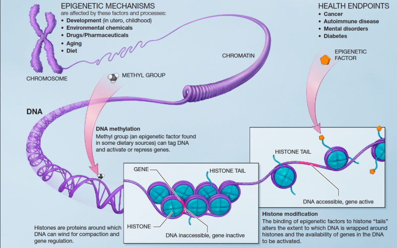 The influence of the epigenome