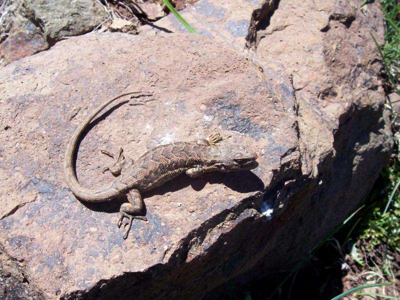 The lizard of consistency: New iguana species which sticks to its colors found in Chile