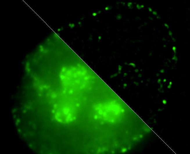 The process of DNA packaging in cell nucleus revealed