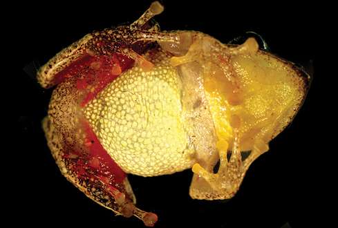 The rain frog that turned into a Sleeping beauty is a new species from the Peruvian Andes