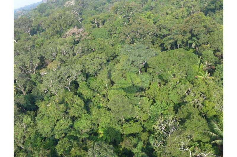 There are so many Amazonian tree species, we won't discover the last one for 300 years