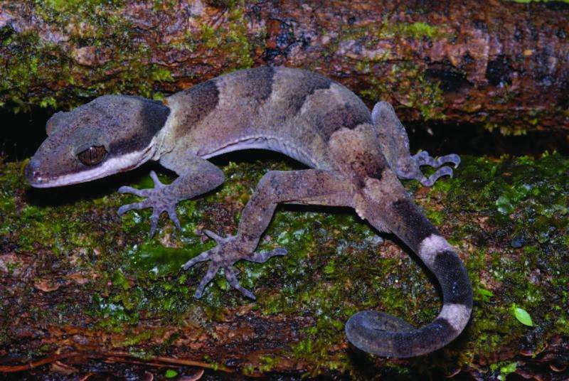 The scaled king and his knight: 2 new giant bent-toed gecko species from New Guinea