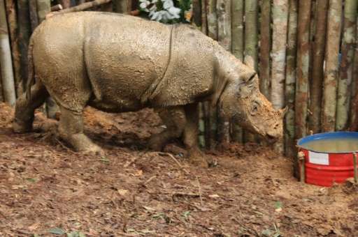 The Sumatran rhino will be airlifted by helicopter to a safer habitat on Borneo