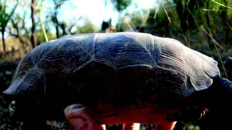 The third sister: Long-suspected third desert tortoise species proven to exist in Mexico
