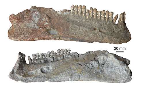 The ‘ugliest fossil reptiles’ that roamed China