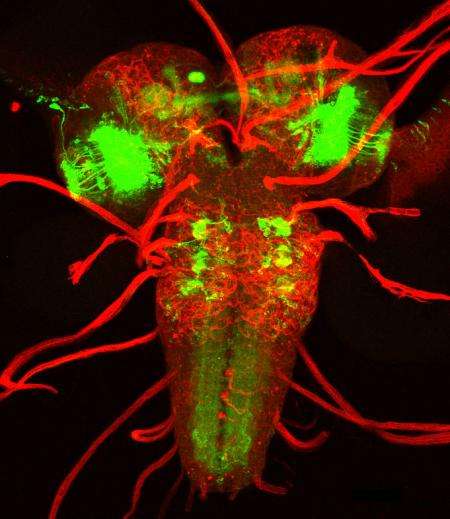 The wiring of fly brains—mapping cell-to-cell connections