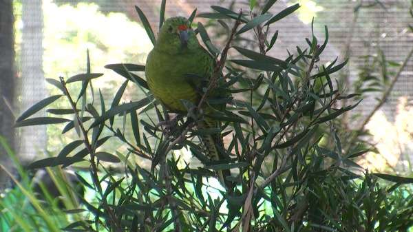 Third time may prove lucky for WA’s rarest bird