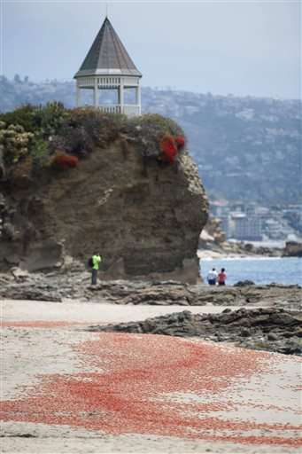 Thousands of tiny red crabs stranding on California beach