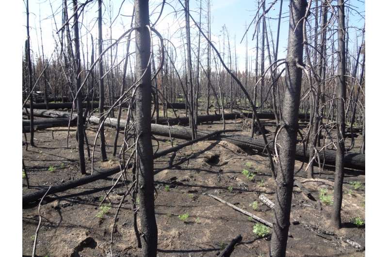 Thrive or fail: Examining forest resilience in the face of fires