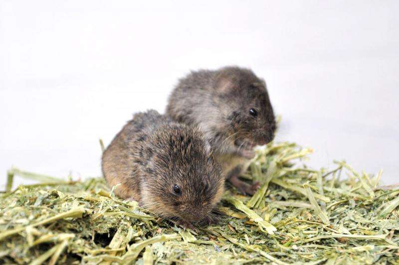 Togetherness relieves stress in Prairie voles