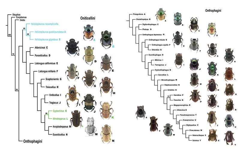Tracing the ancestry of dung beetles