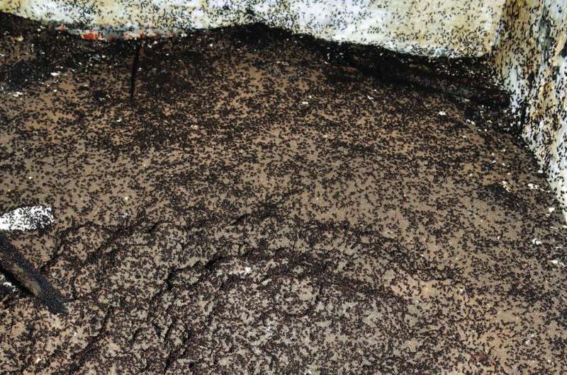 Trapped in a nuclear weapon bunker wood ants survive for years in Poland