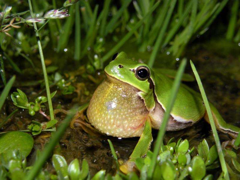Tree frogs with foreign sex chromosomes are less fit