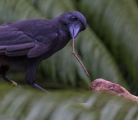 Tropical crow species is highly skilled tool user
