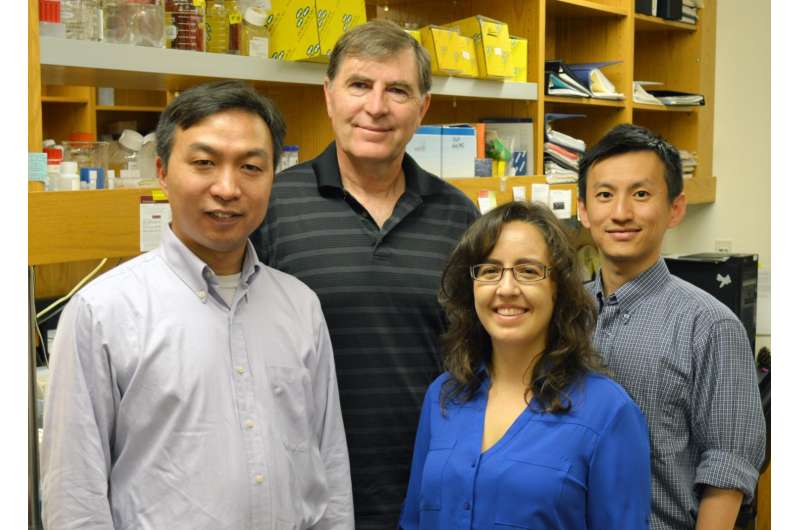 TSRI researchers find 'lead actors' in immune cell development