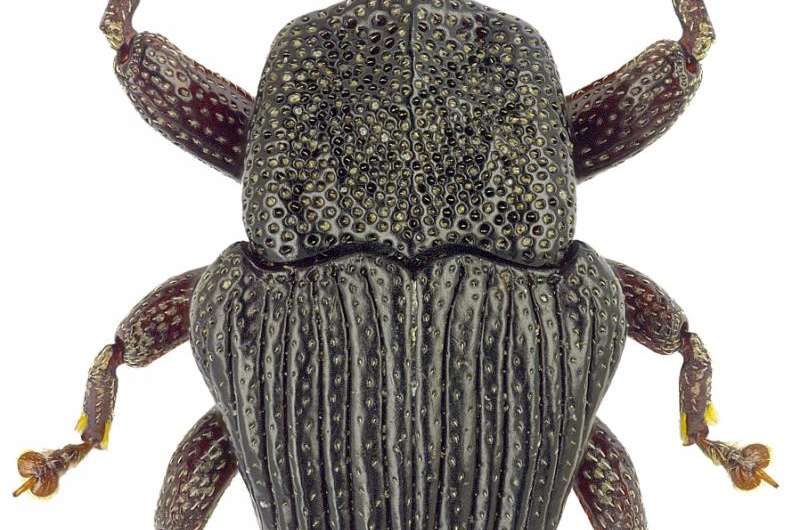 Twenty-four new beetle species discovered in Australian rain forests