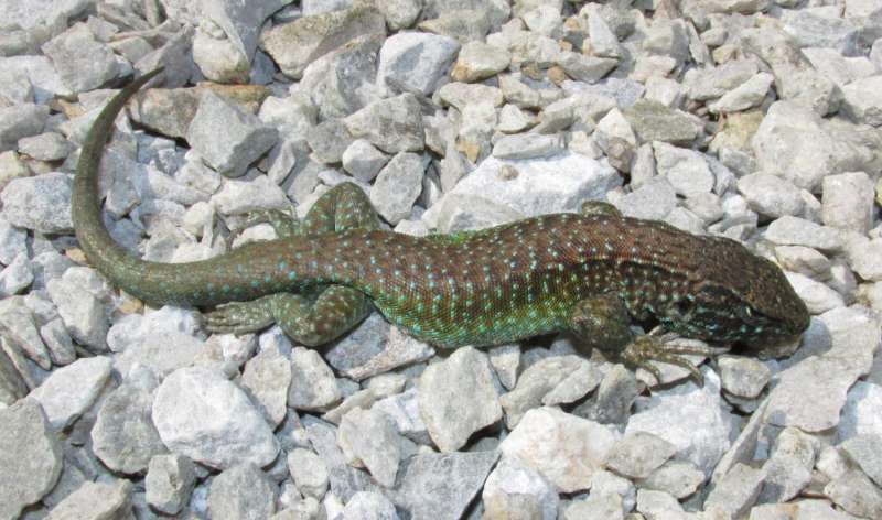 Two new lizards with 'heroic past' discovered in the Chilean Andes