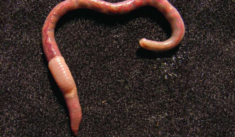 Unfamiliar bloodline: New family for an earthworm genus with exclusive circulatory system