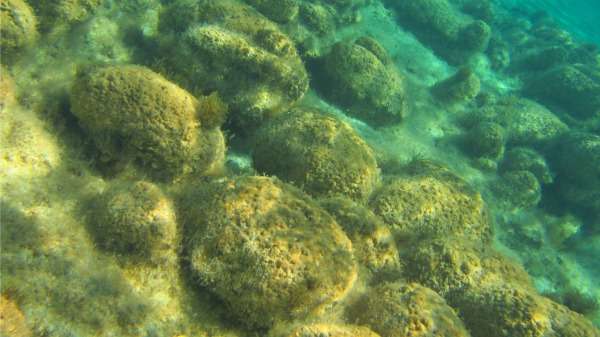 Unlocking the secrets of Shark Bay’s stromatolites