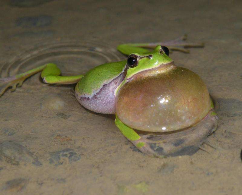 Unnoticed sex reversal in amphibians due to artificial estrogen from pills