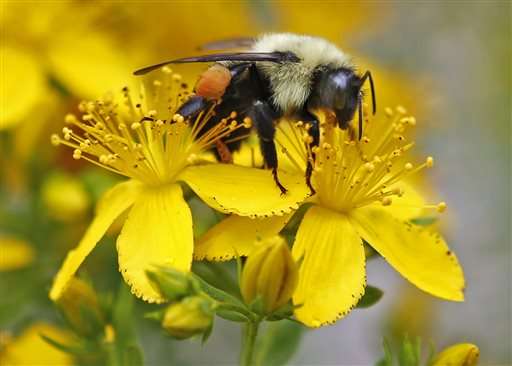 UN science report warns of fewer bees, other pollinators