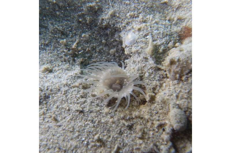 Unusual new zoantharian species is the first described solitary species in over 100 years