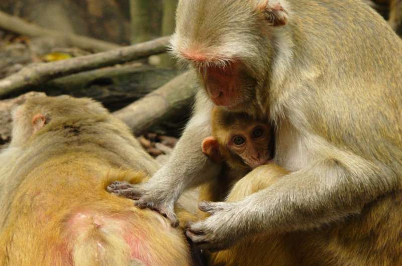 Upward mobility boosts immunity in monkeys