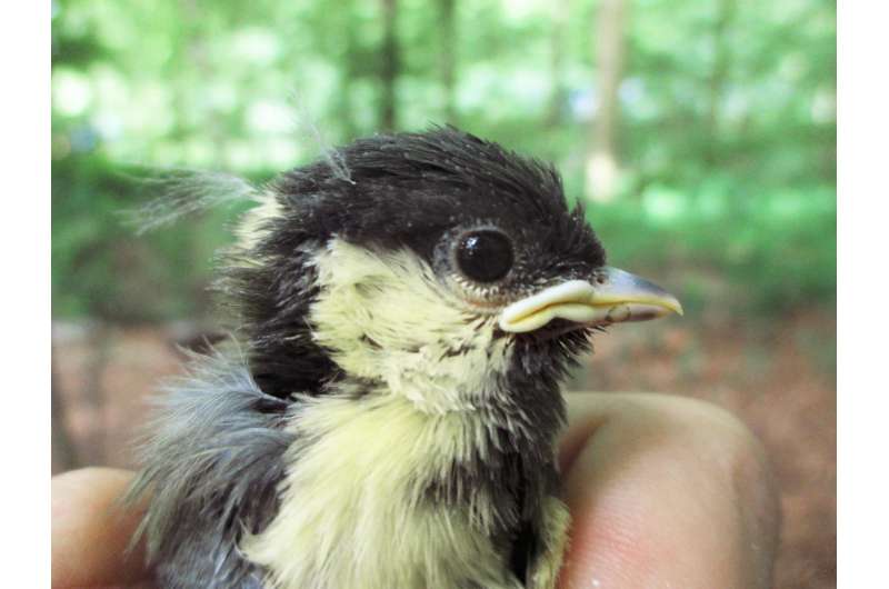 Urban bird species risk dying prematurely due to stress