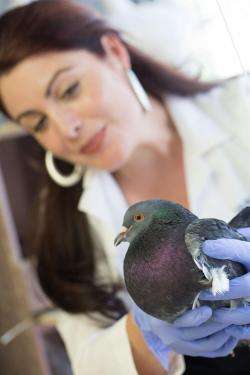 Using urban pigeons to monitor lead pollution