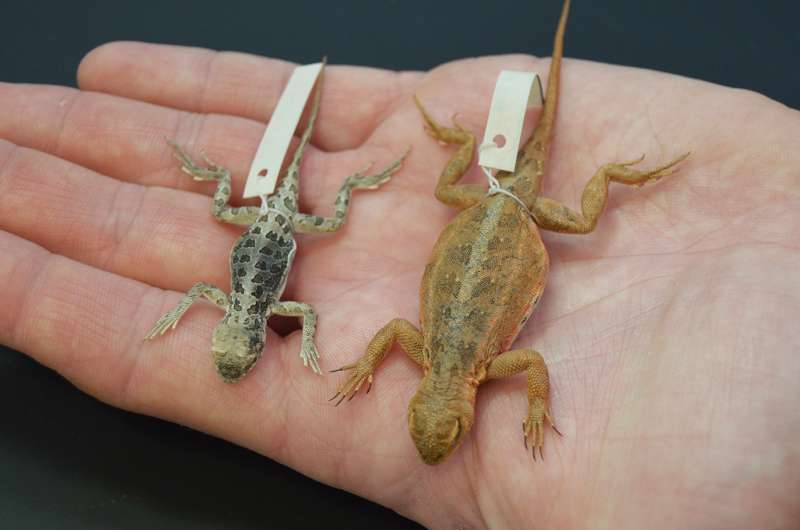 UTA biologists study imperiled lizard in Texas and Mexico to develop conservation plan