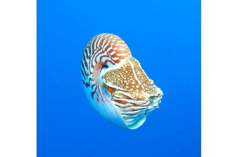 UW research backs up ongoing efforts to protect the enigmatic Nautilus