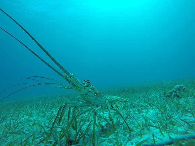 Valuable Caribbean spiny lobsters get their food from an unexpected source