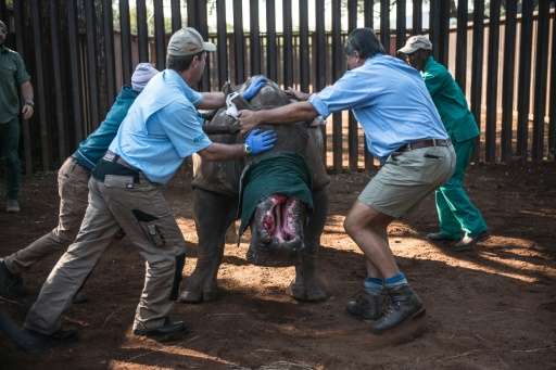 Veterinarians try to control &quot;Hope&quot; the rhino before they treat her after she was left with gaping wounds by poachers 