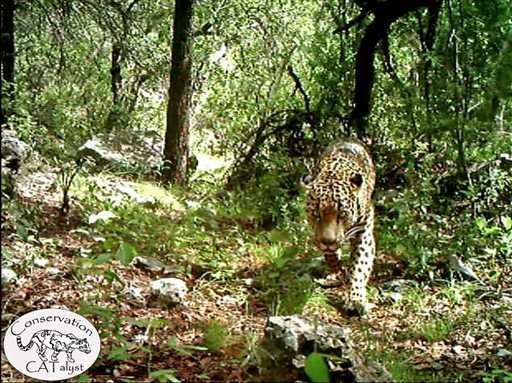 Video shows only known US jaguar roaming Arizona mountains (Update)