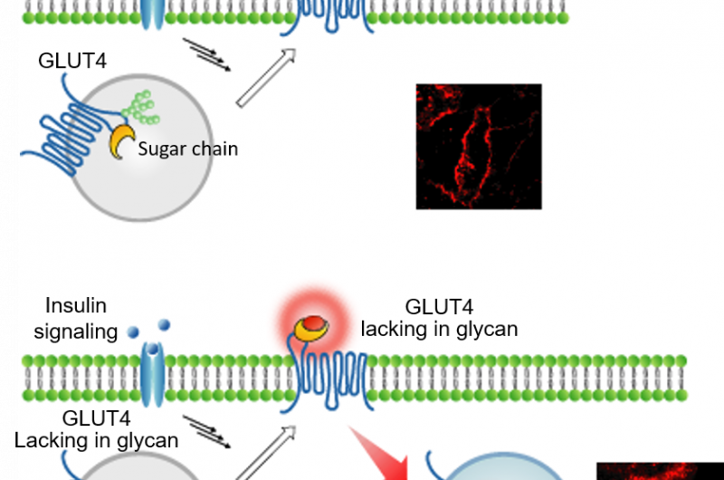 Visualization of the behavior of sugar transport proteins