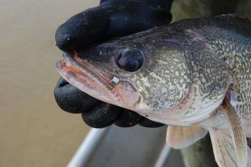 Walleye tagging project shows impact of anglers, Mother Nature