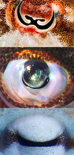 Weird pupils let octopuses see their colorful gardens