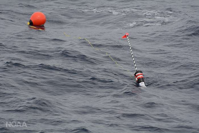 Whales might be hidden, but these new buoys can help find them