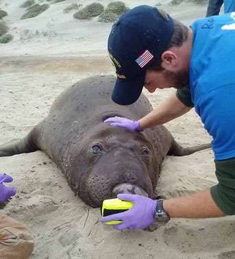 What elephant seals can tell us about using carbon monoxide to heal