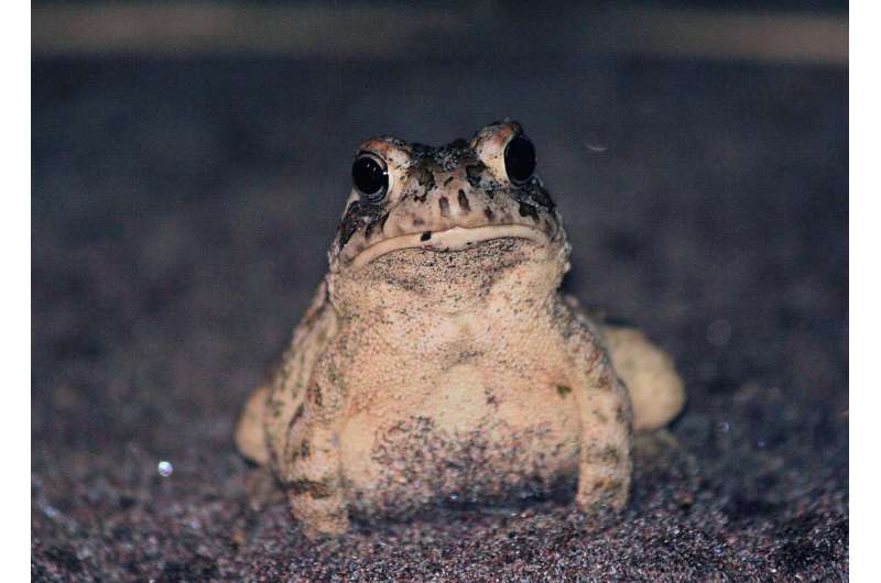 What hibernating toads tell us about climate