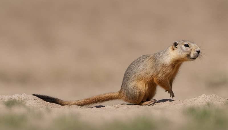 What prairie dogs tell us about the effects of noise pollution