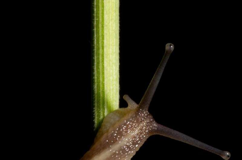 What twisting snails can tell us about animals' intriguing asymmetries
