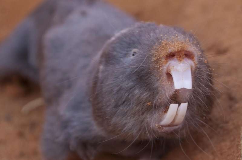 Why mole rats are more flexible than we previously thought
