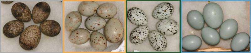Why some cuckoos lay blue eggs