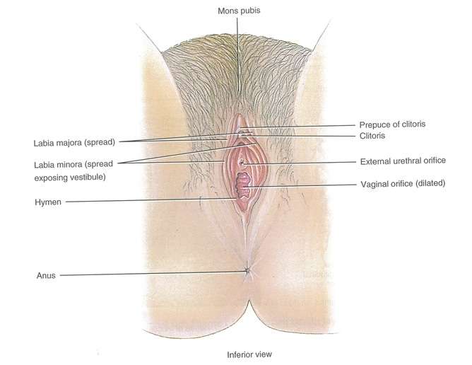 Of clitorus plural clitoris