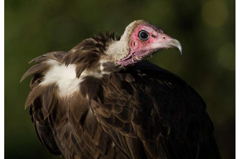 Why vultures matter -- and what we lose if they're gone