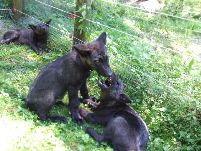 Wolf pups more likely to play on equal terms with similarly aged partners