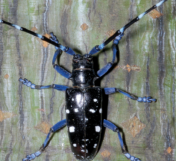 Woodland destruction by beetles is facilitated by their unique genetics