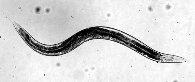 Worms point way toward viral strategies